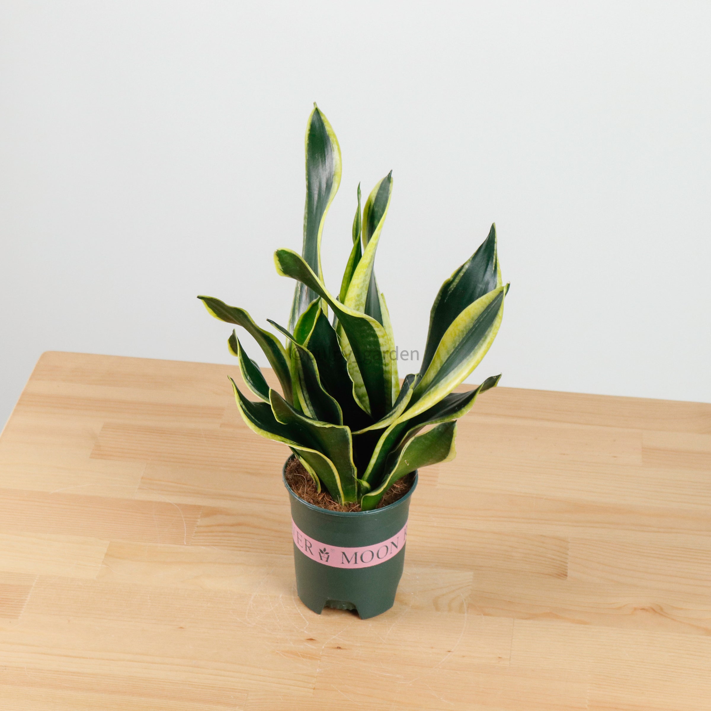 sansevieria black moon Sansevieria Trifasciata Golden Black in Nursery Grow Pot (38cm) – Pulpy Garden