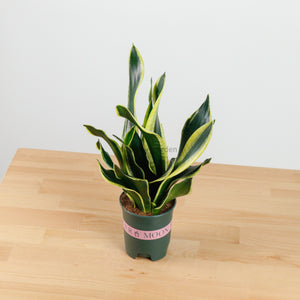 Sansevieria Trifasciata Golden Black in Nursery Grow Pot (38cm)