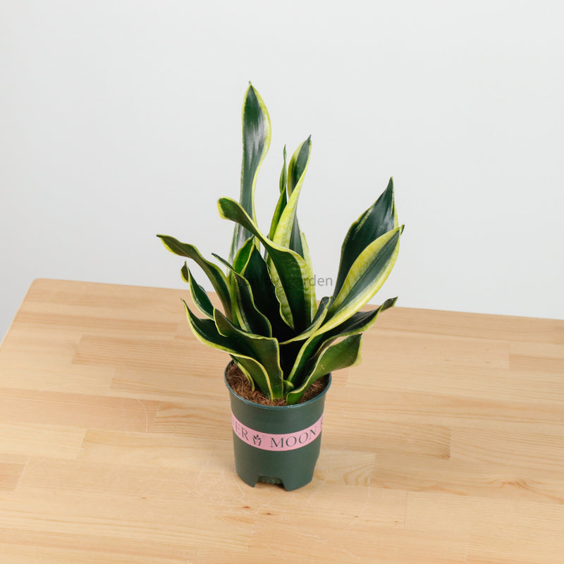 Sansevieria Trifasciata Golden Black in Nursery Grow Pot (38cm)