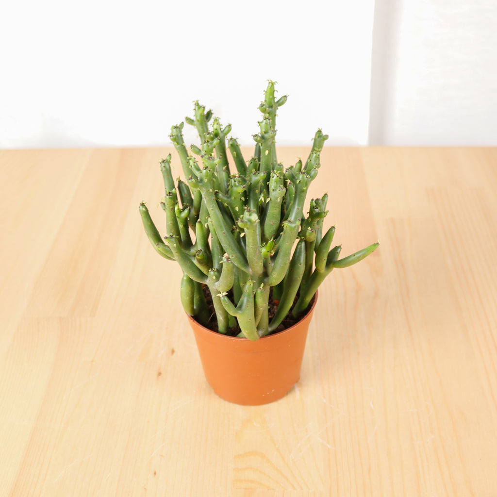 Euphorbia su tirucalli in Nursery Grow Pot