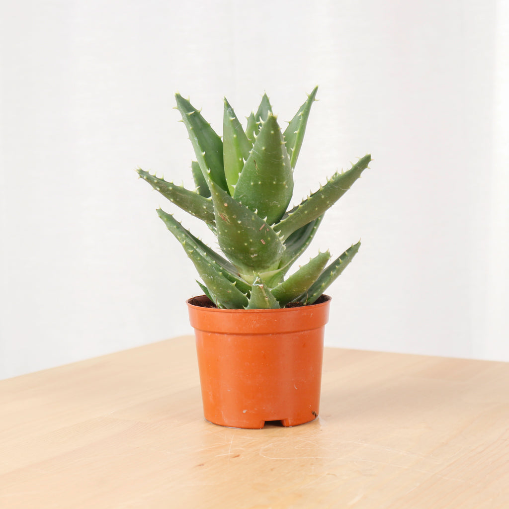 Mini Aloe vera in Nursery Grow Pot