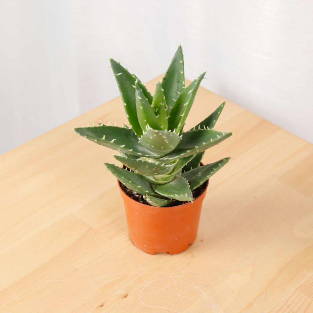 Mini Aloe vera in Nursery Grow Pot