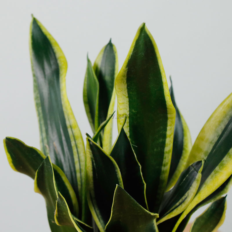Sansevieria Trifasciata Golden Black in Nursery Grow Pot (38cm)