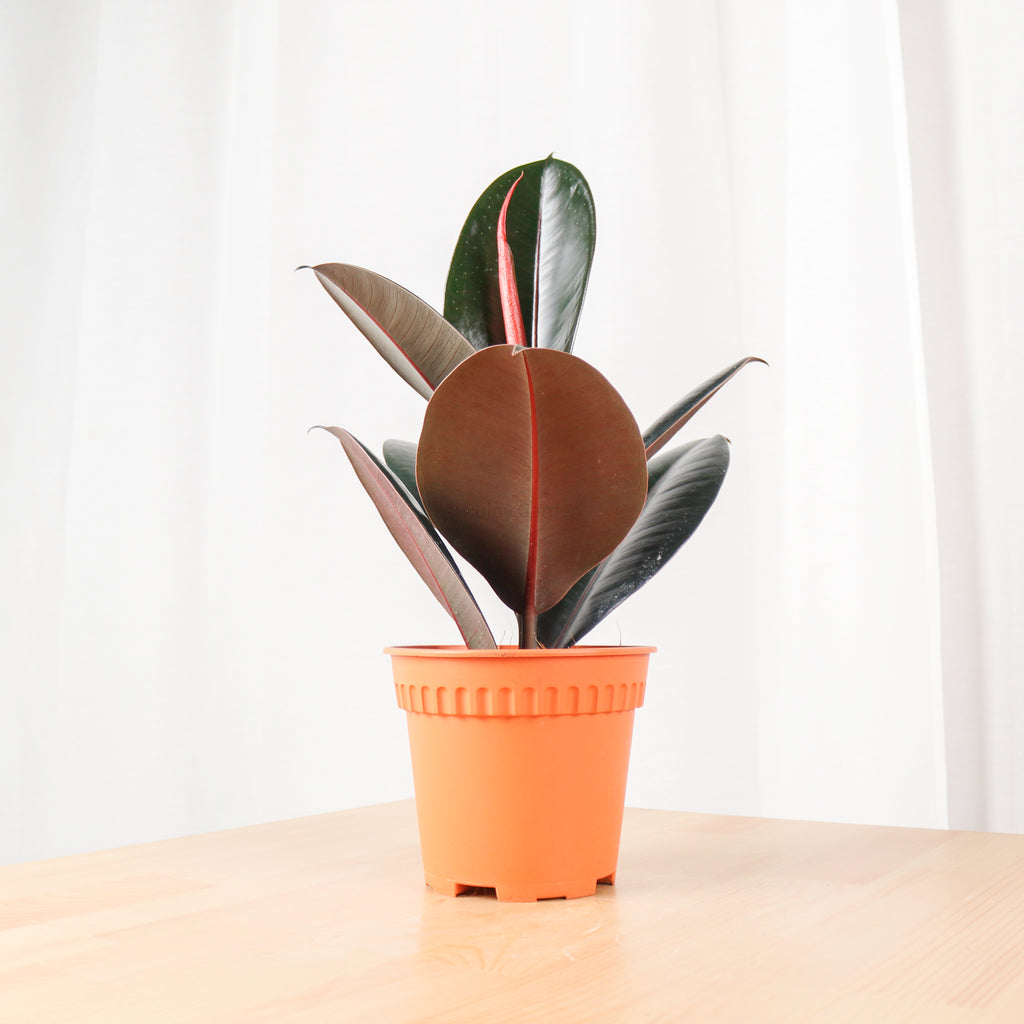 Burgundy Rubber Tree Plant (Small) in nursery grow pot