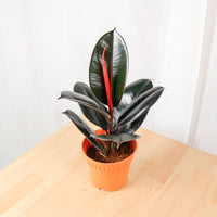 Burgundy Rubber Tree Plant (Small) in nursery grow pot