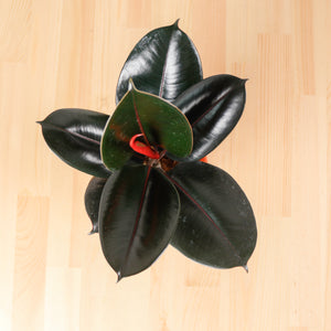 Burgundy Rubber Tree Plant in Marble Planter