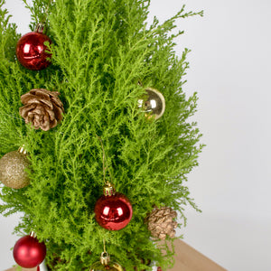 Christmas Pine