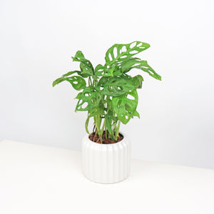 Monstera adansonii in White Ribbed Planter