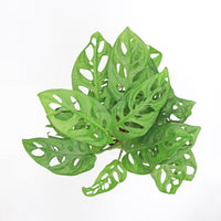 Monstera adansonii in White Ribbed Planter