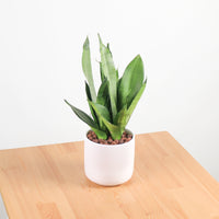 Sansevieria Trifasciata Moonshine in Linea