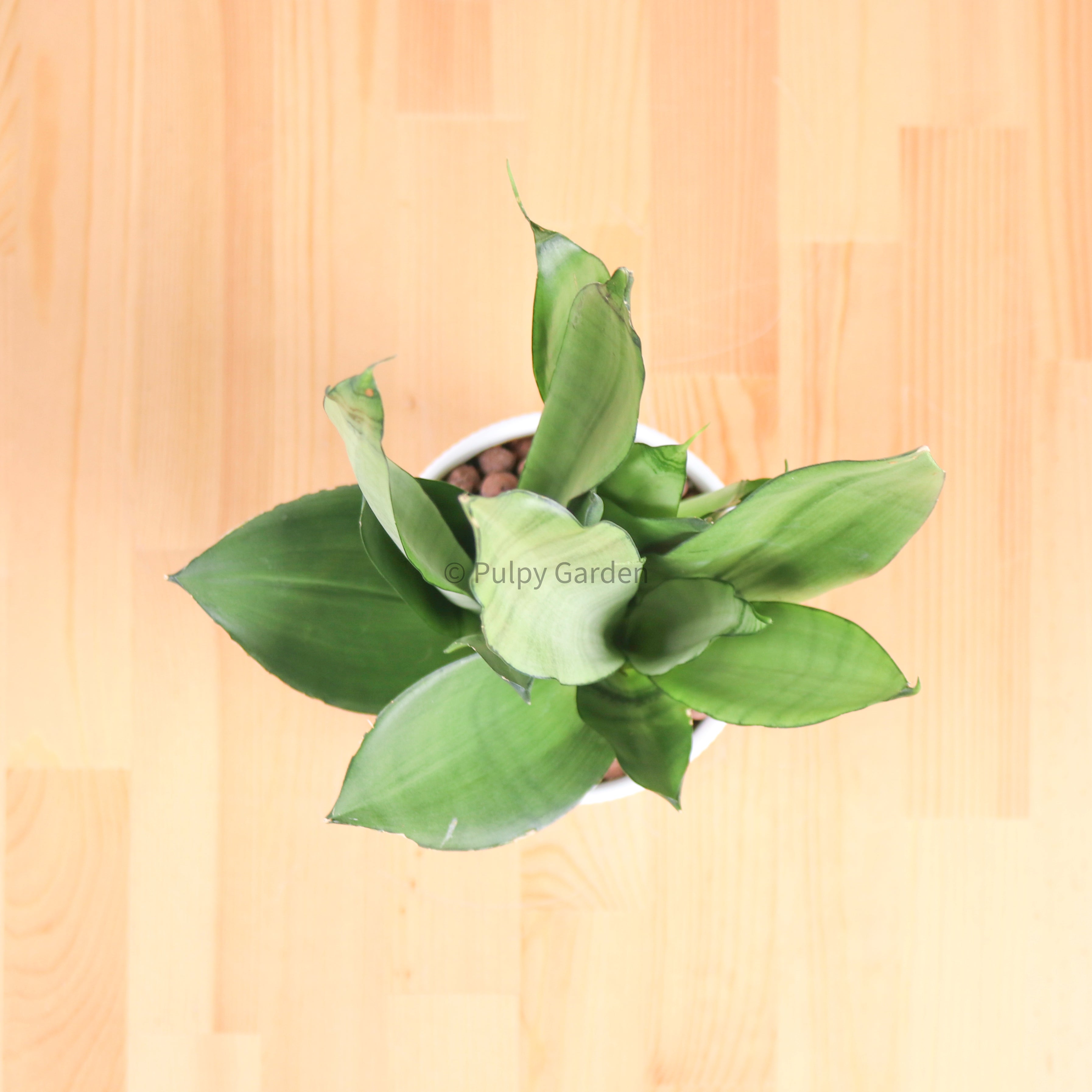 Sansevieria Trifasciata Moonshine in Linea