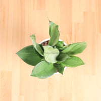 Sansevieria Trifasciata Moonshine in Linea