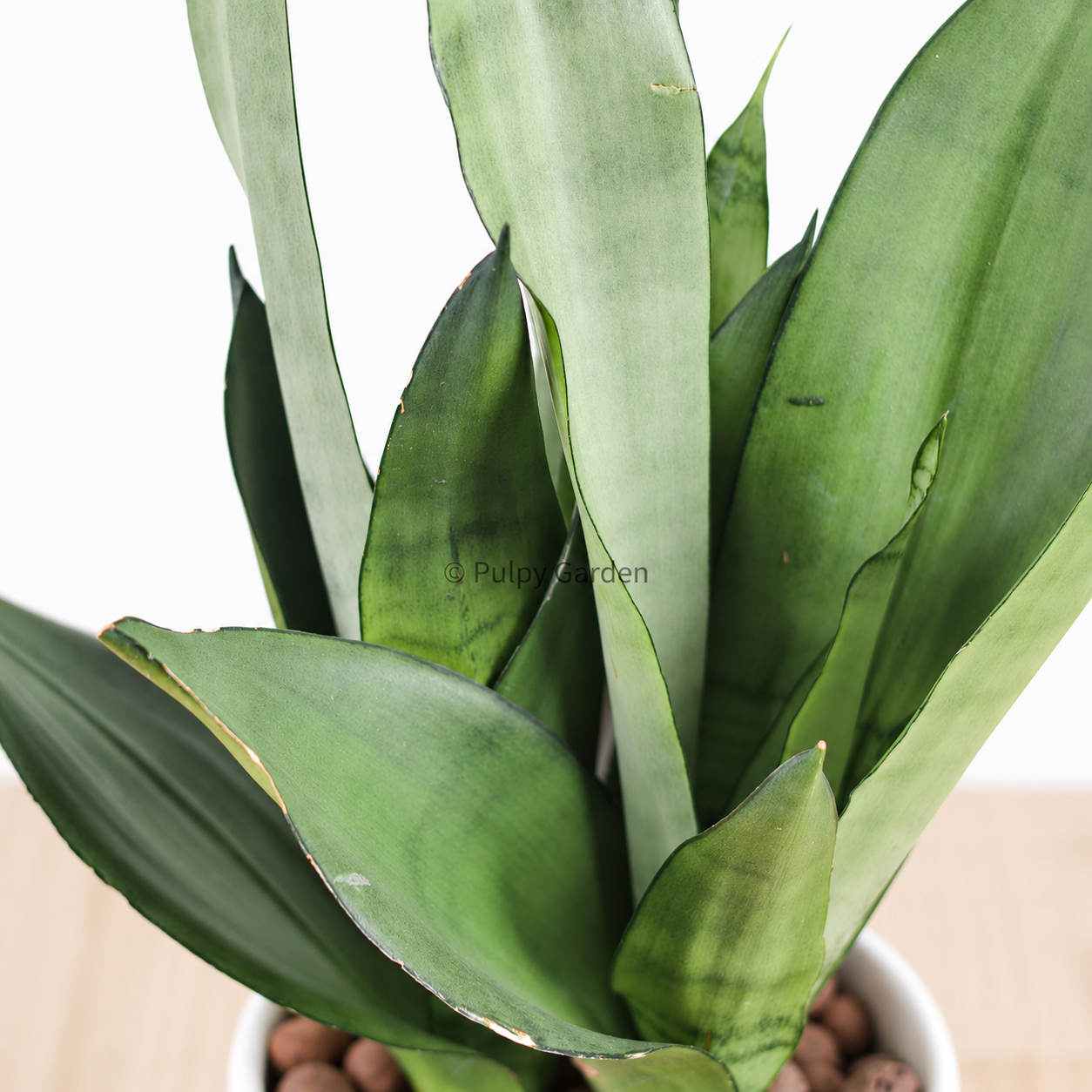Sansevieria Trifasciata Moonshine in Linea