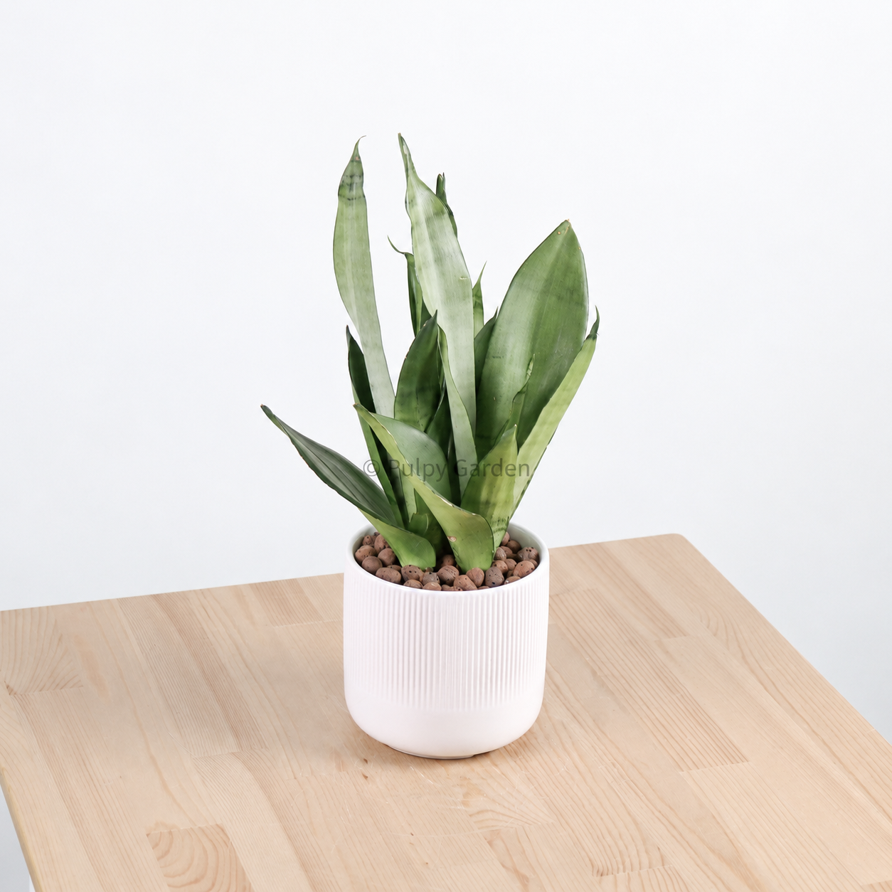 Sansevieria Trifasciata Moonshine in Linea