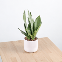 Sansevieria Trifasciata Moonshine in Linea