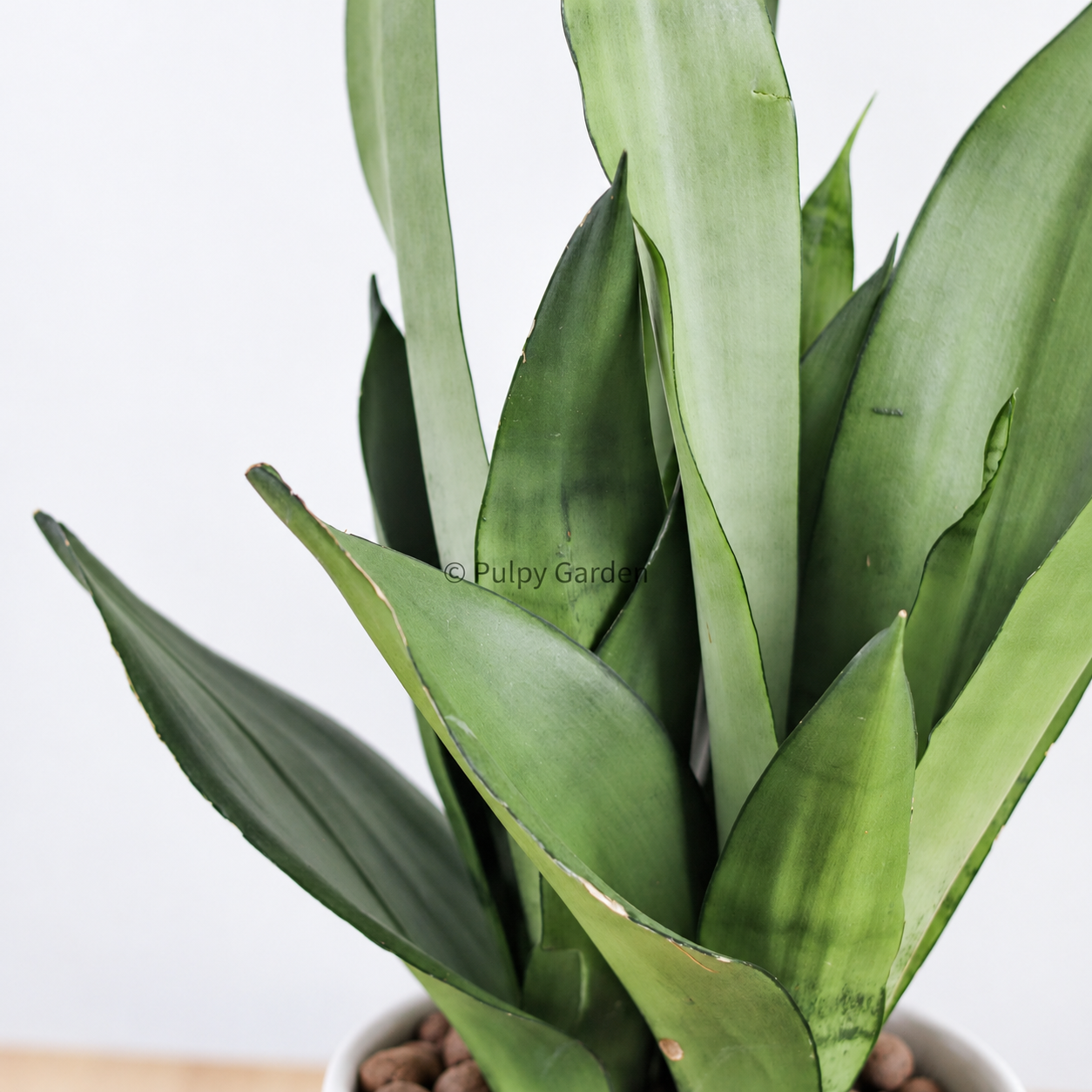 Sansevieria Trifasciata Moonshine in Linea