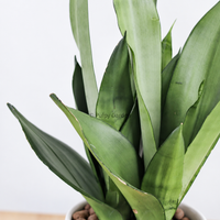 Sansevieria Trifasciata Moonshine in Linea