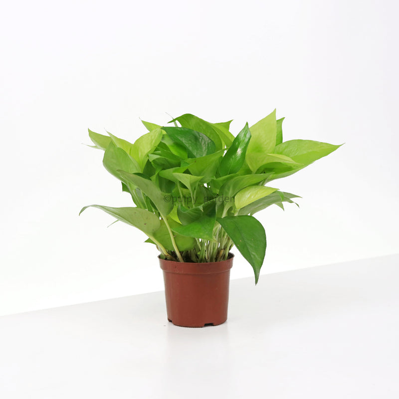 Neon Pothos (Money Plant) in Nursery Grow Pot