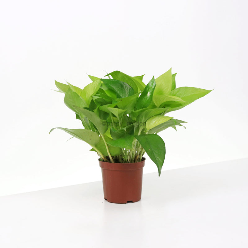 money plant pot color Neon Pothos (Money Plant) in Nursery Grow Pot – Pulpy Garden