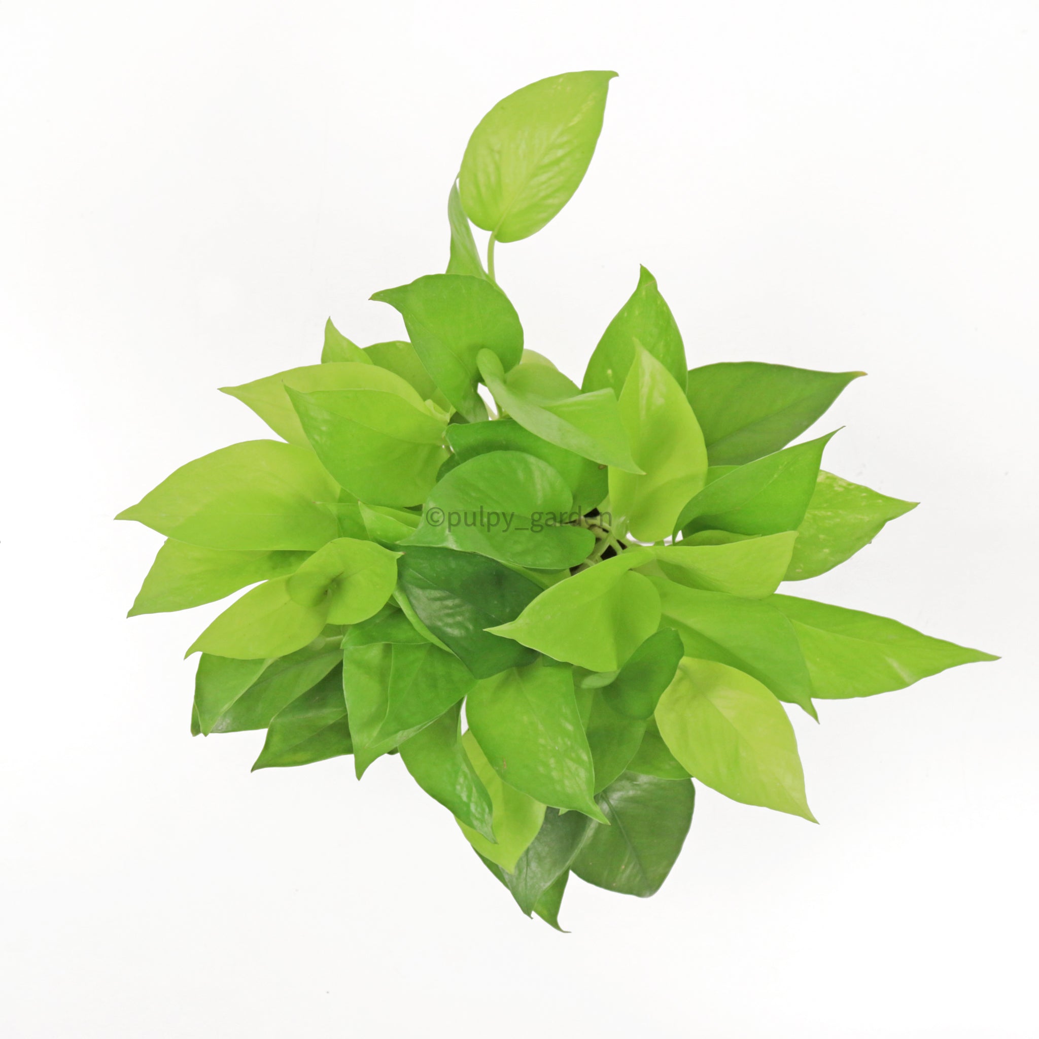 neon pothos money plant Neon Pothos (Money Plant) in Nursery Grow Pot – Pulpy Garden