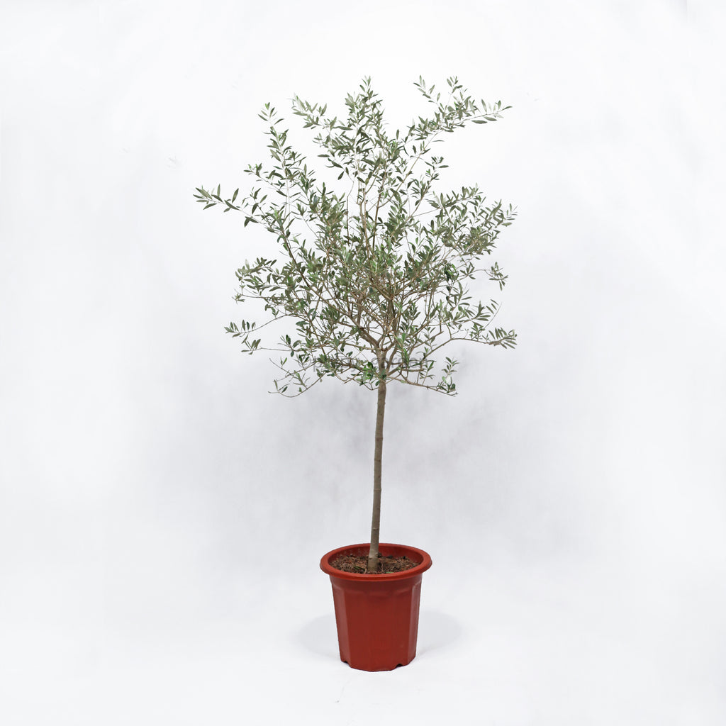 Large Olive Tree (油橄欖)(163cm) in Nursery Grow Pot