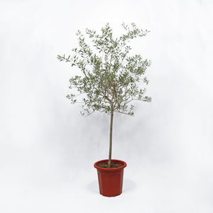 Large Olive Tree (油橄欖)(180cm) in Nursery Grow Pot
