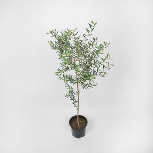 Large Olive Tree (油橄欖)(145cm) in Nursery Grow Pot