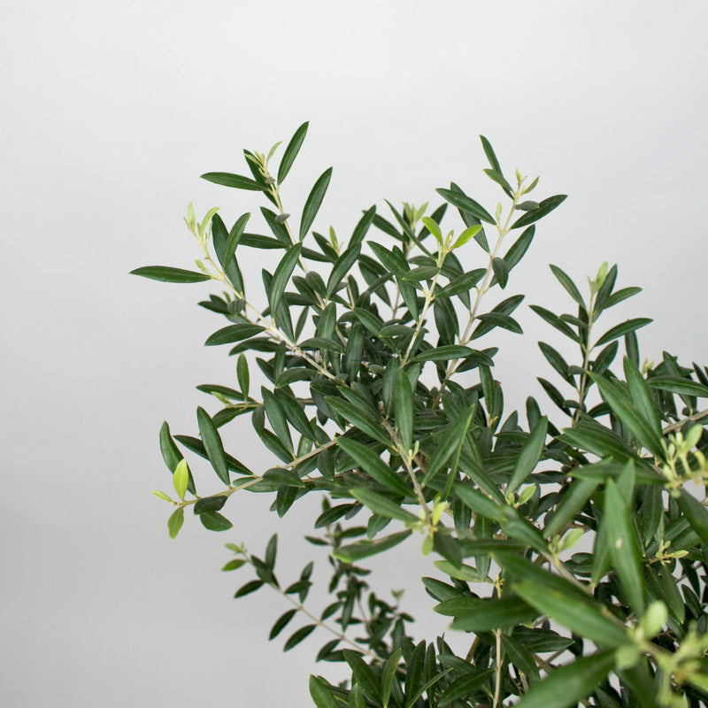 Large Olive Tree (油橄欖)(95cm) in Nursery Grow Pot