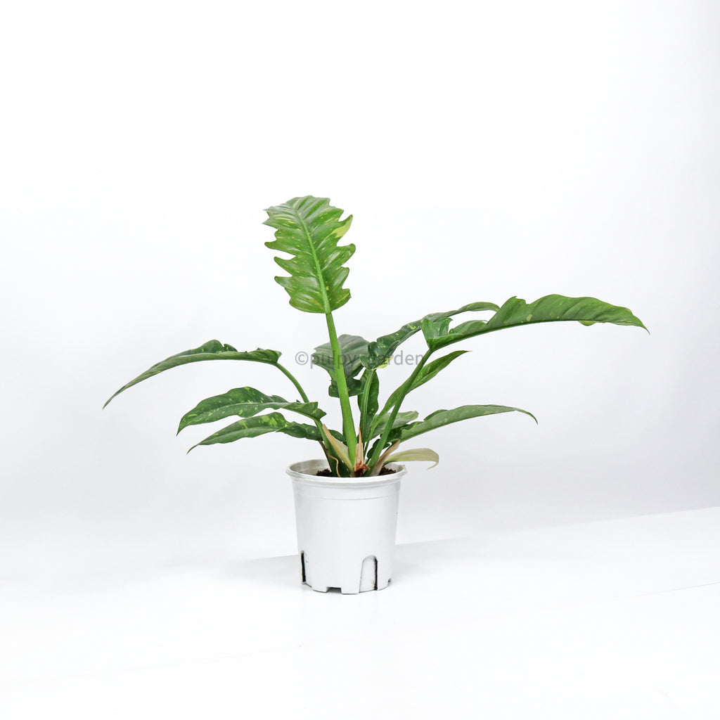 Philodendron Ring of Fire in Nursery Grow Pot