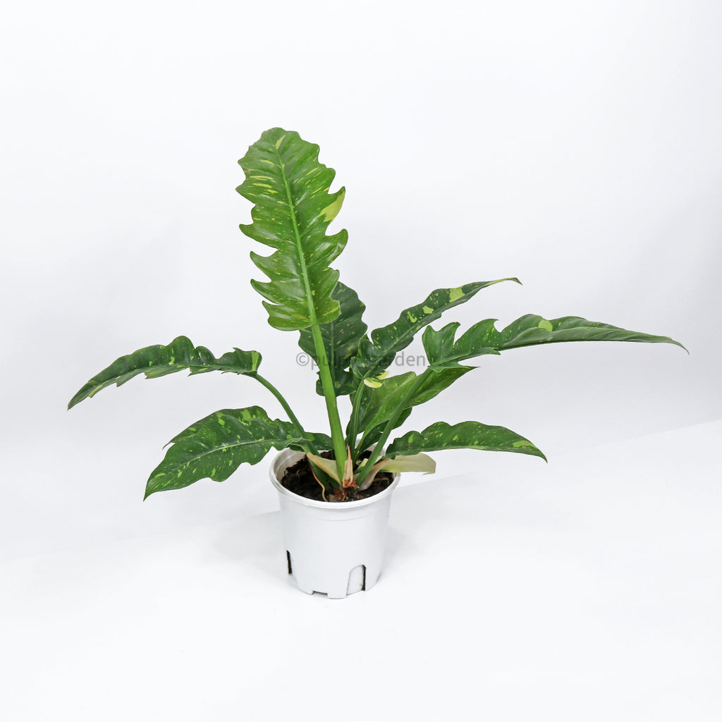 Philodendron Ring of Fire in Nursery Grow Pot