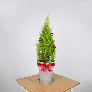 Christmas Pine
