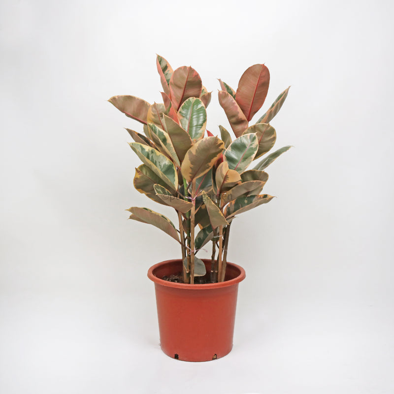 Rubber Plant 'Tineke' in Nursery Grow Pot (90cm)
