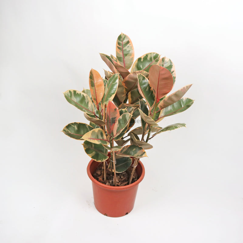 Rubber Plant 'Tineke' in Nursery Grow Pot (90cm)