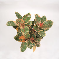Rubber Plant 'Tineke' in Nursery Grow Pot (90cm)