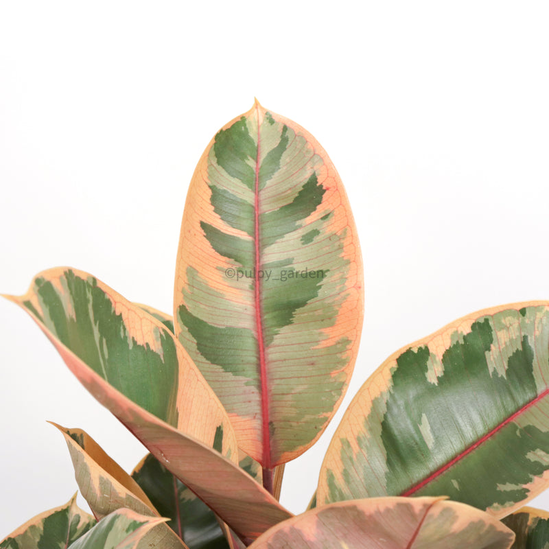 Rubber Plant 'Tineke' in Nursery Grow Pot (90cm)