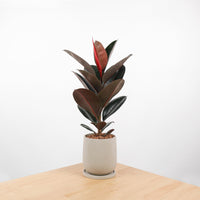 Burgundy Rubber Tree Plant in Oval Concrete Planter