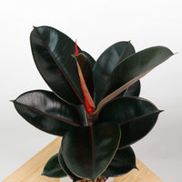Burgundy Rubber Tree Plant in Oval Concrete Planter