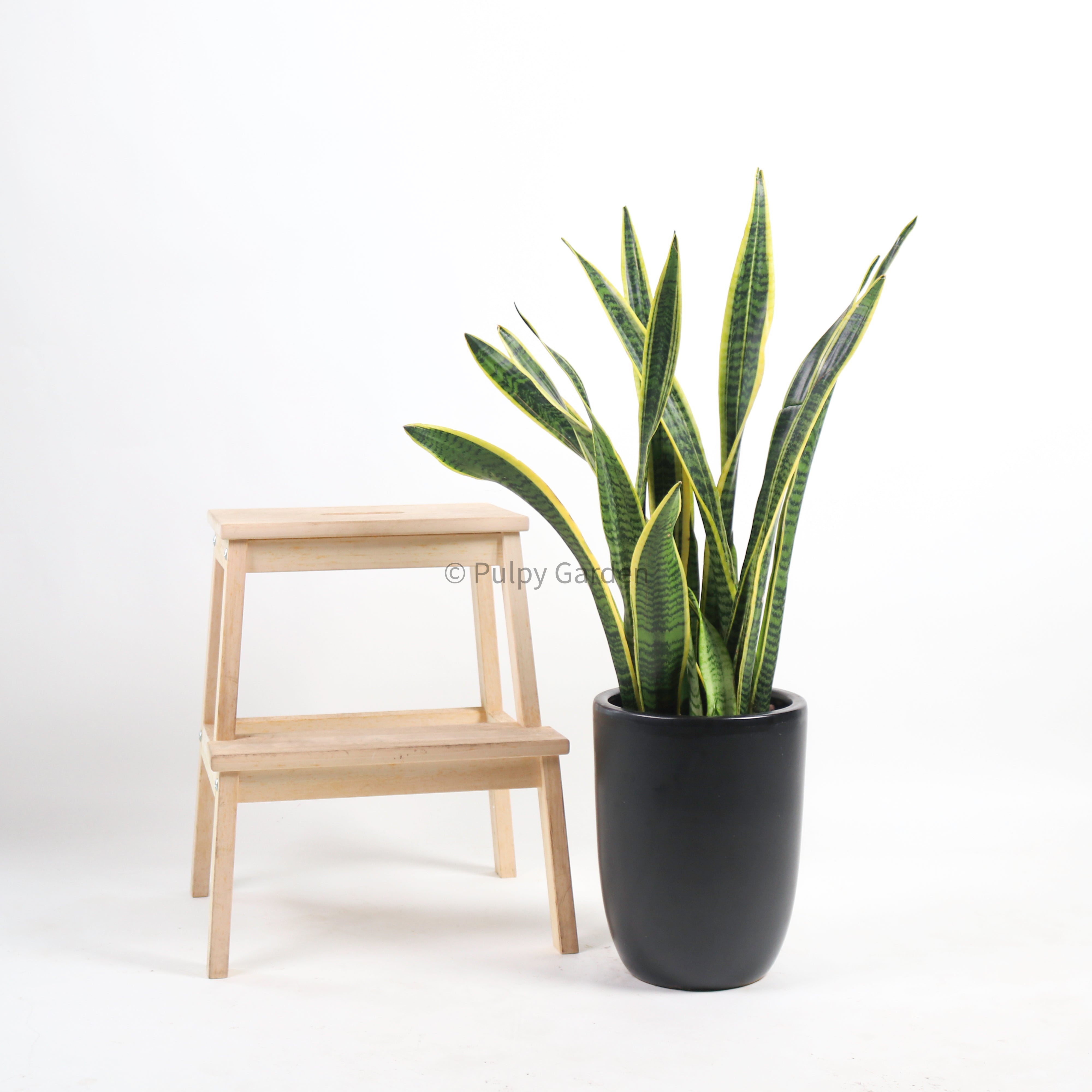 Large Sansevieria trifasciata Laurentii- ‘Mother-in-law’s Tongue’ (90cm) in Alba