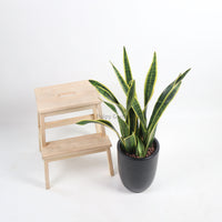 Large Sansevieria trifasciata Laurentii- ‘Mother-in-law’s Tongue’ (90cm) in Alba