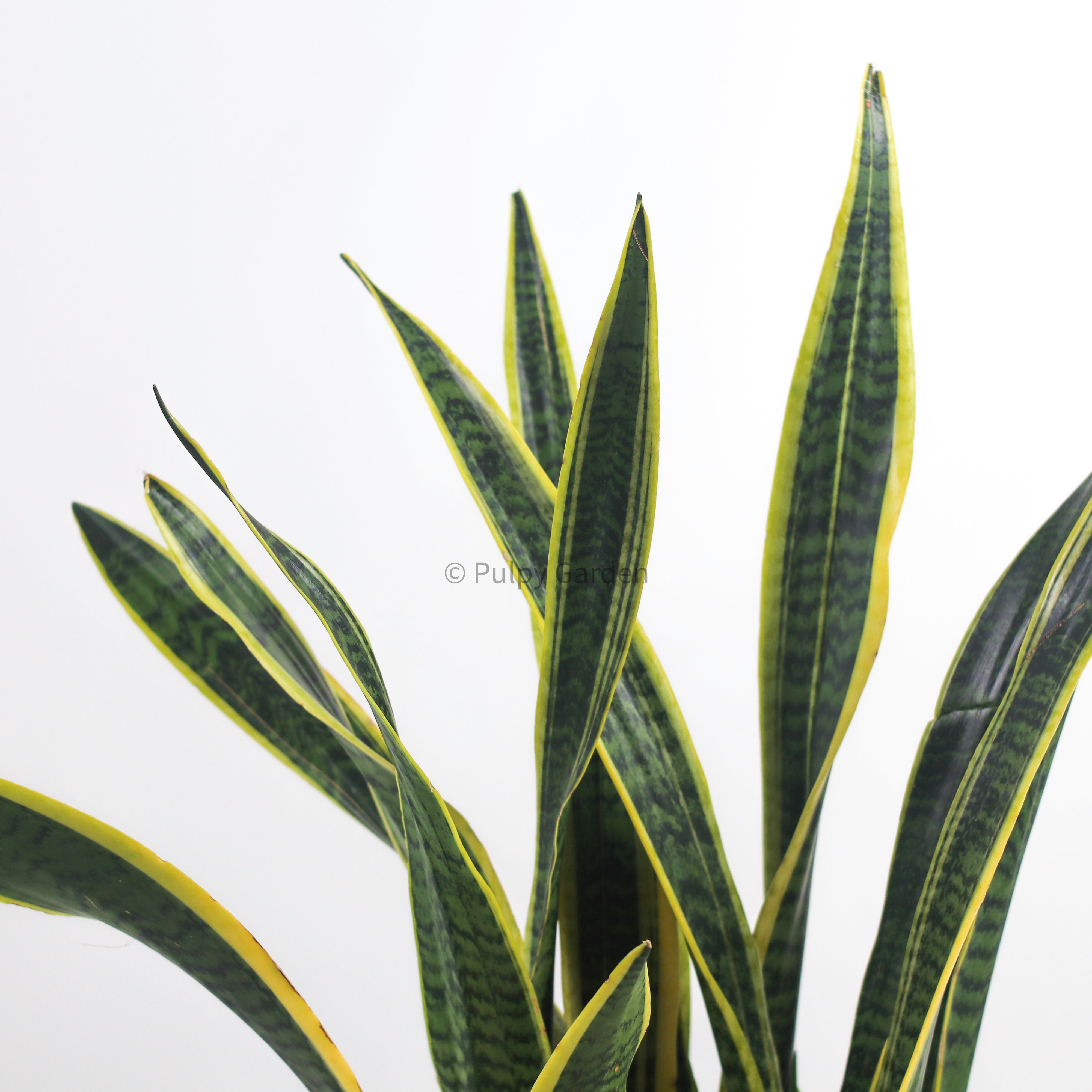 Large Sansevieria trifasciata Laurentii- ‘Mother-in-law’s Tongue’ (90cm) in Alba