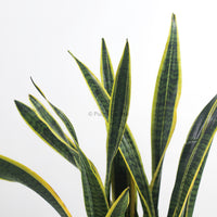 Large Sansevieria trifasciata Laurentii- ‘Mother-in-law’s Tongue’ (90cm) in Alba