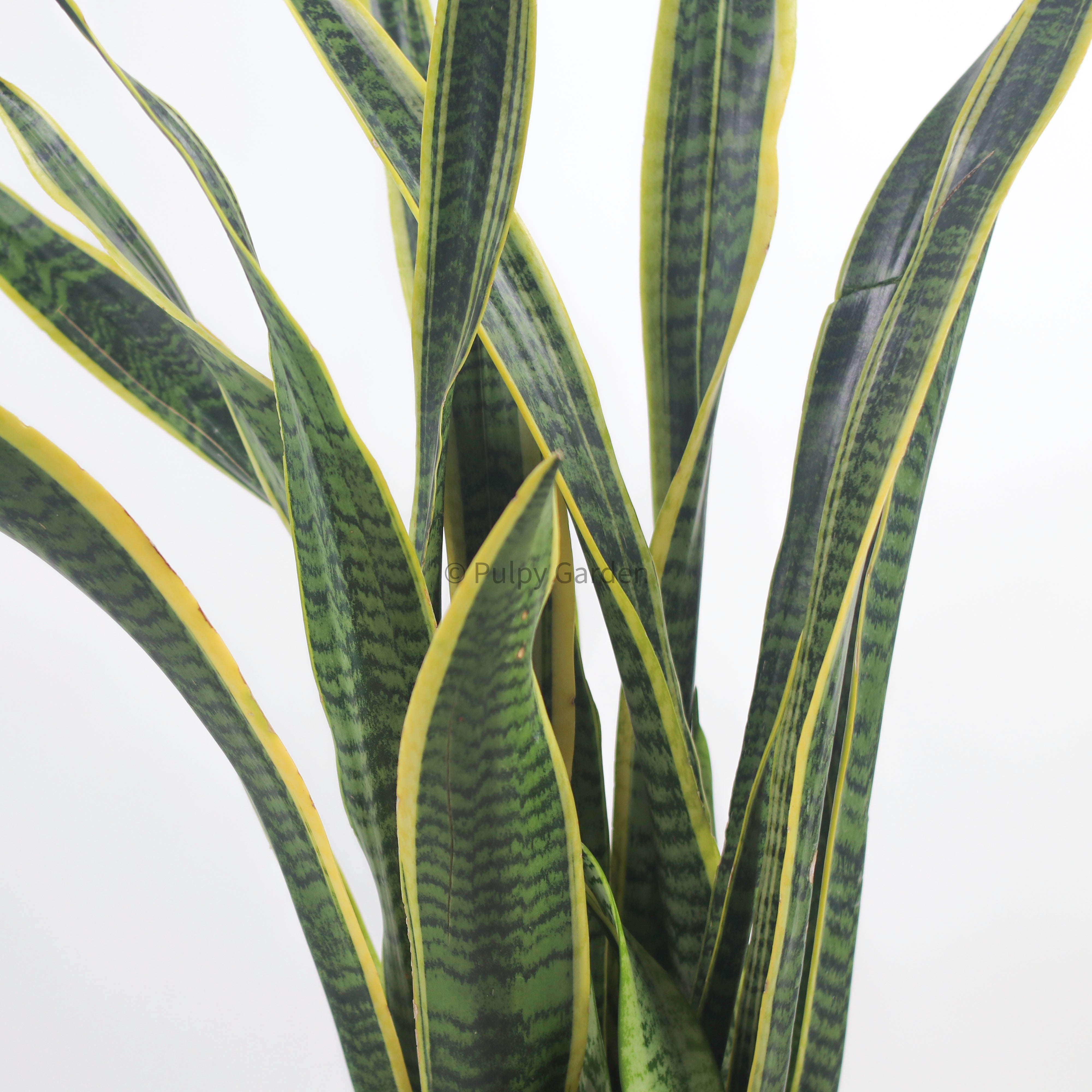 Large Sansevieria trifasciata Laurentii- ‘Mother-in-law’s Tongue’ (90cm) in Alba