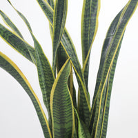 Large Sansevieria trifasciata Laurentii- ‘Mother-in-law’s Tongue’ (90cm) in Alba