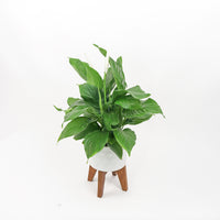 Peace Lily in White Ceramic Planter with Wooden Stand