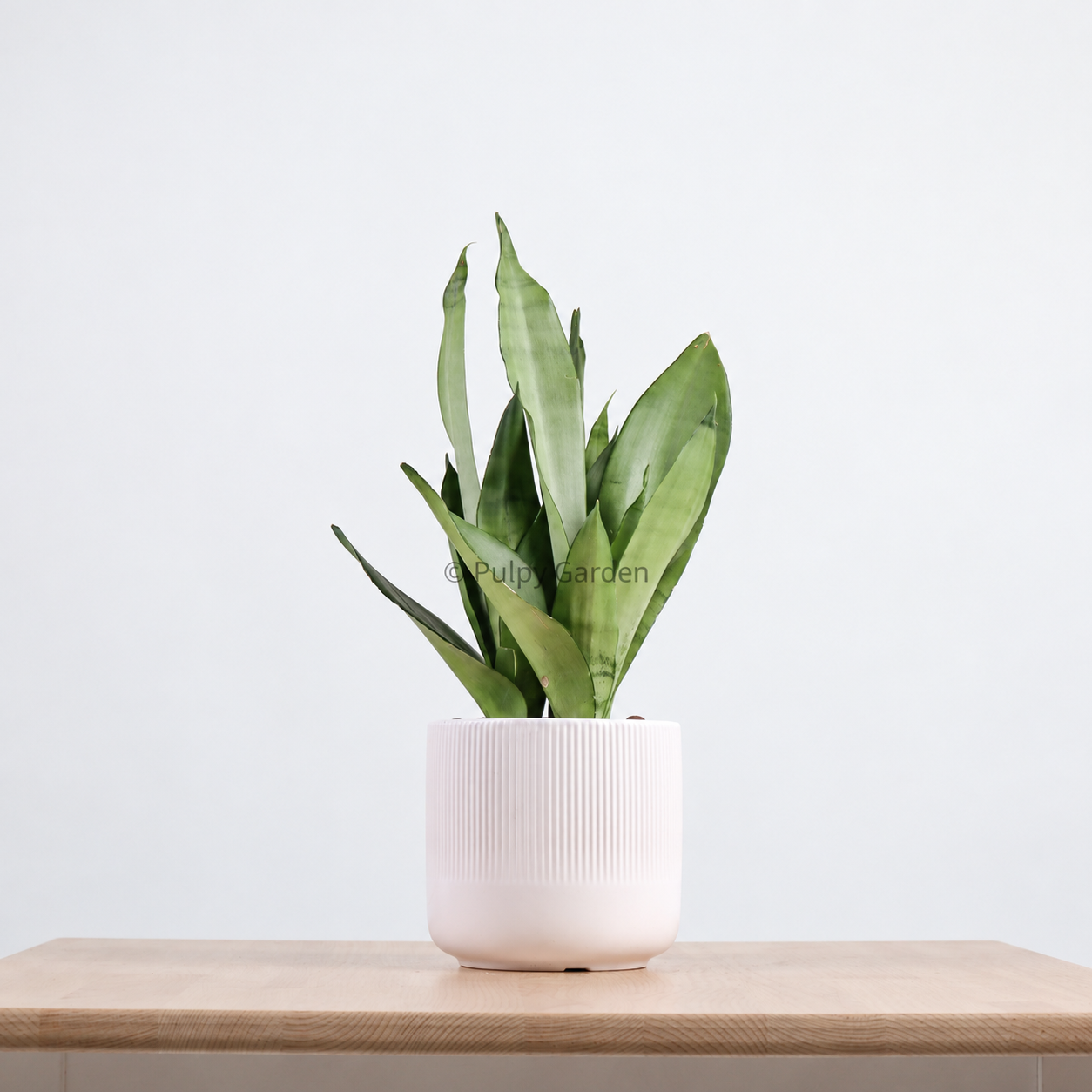 Sansevieria Trifasciata Moonshine in Linea