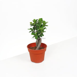 Ficus Bonsai plant in Nursery Grow Pot