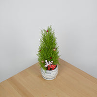 Christmas Pine