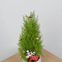 Christmas Pine