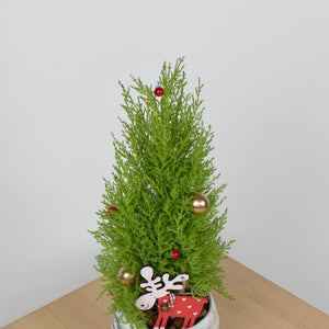 Christmas Pine