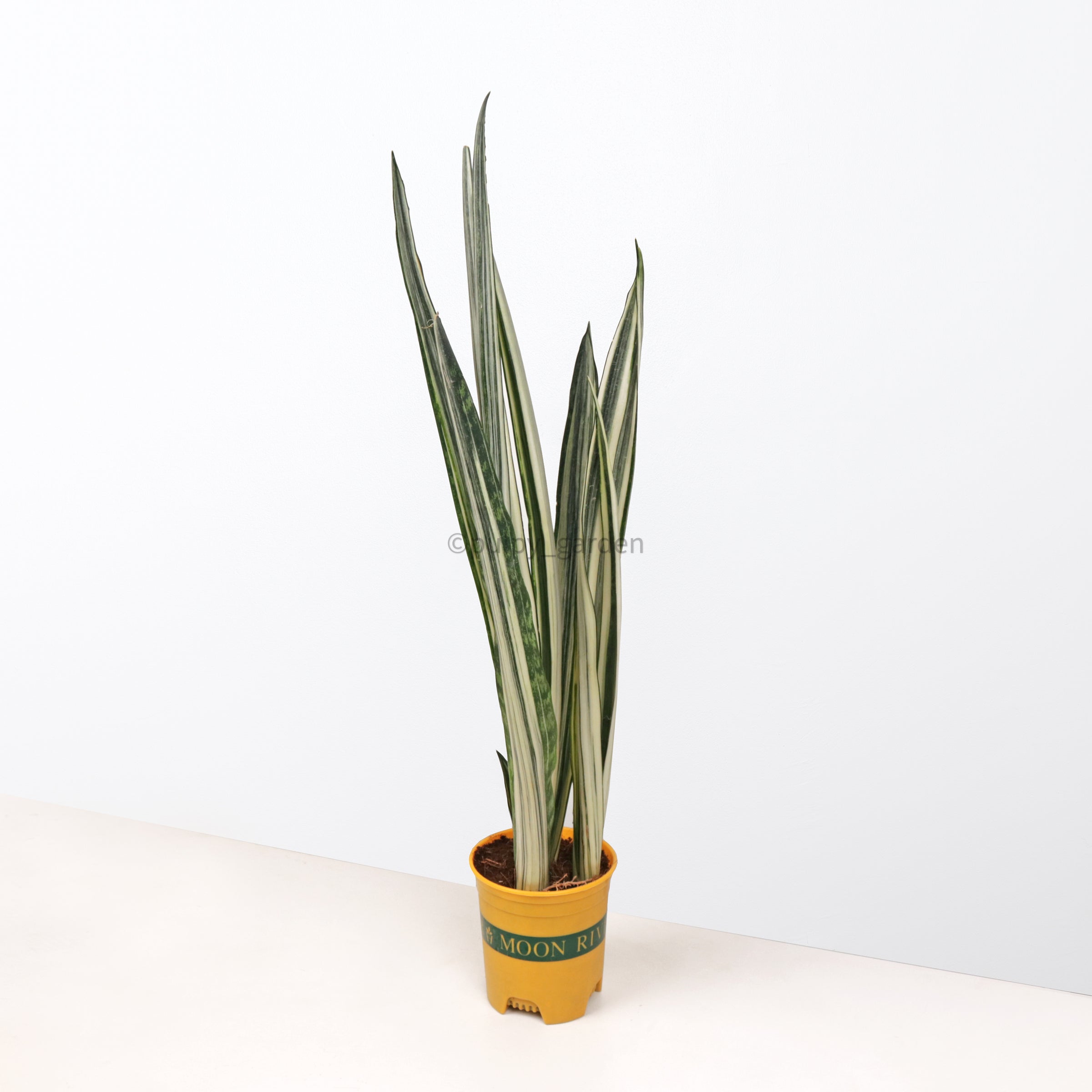 sansevieria bantel's Sansevieria trifasciata Bantel's Sensation in Nursery Grow Pot – Pulpy Garden